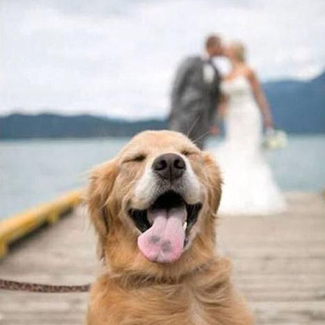 Dog photobombing bride and groom photograph